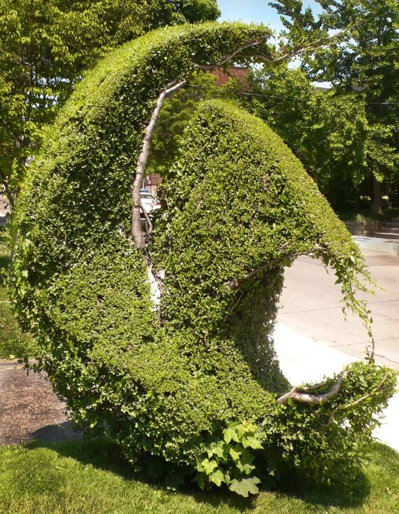 Topiary shrub.