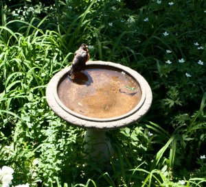 Robin in the birdbath.