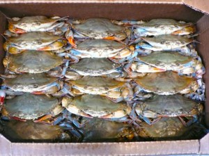 crabs packed in box