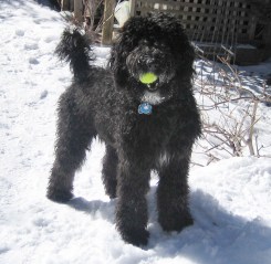 Dog with tennis ball in mouth.