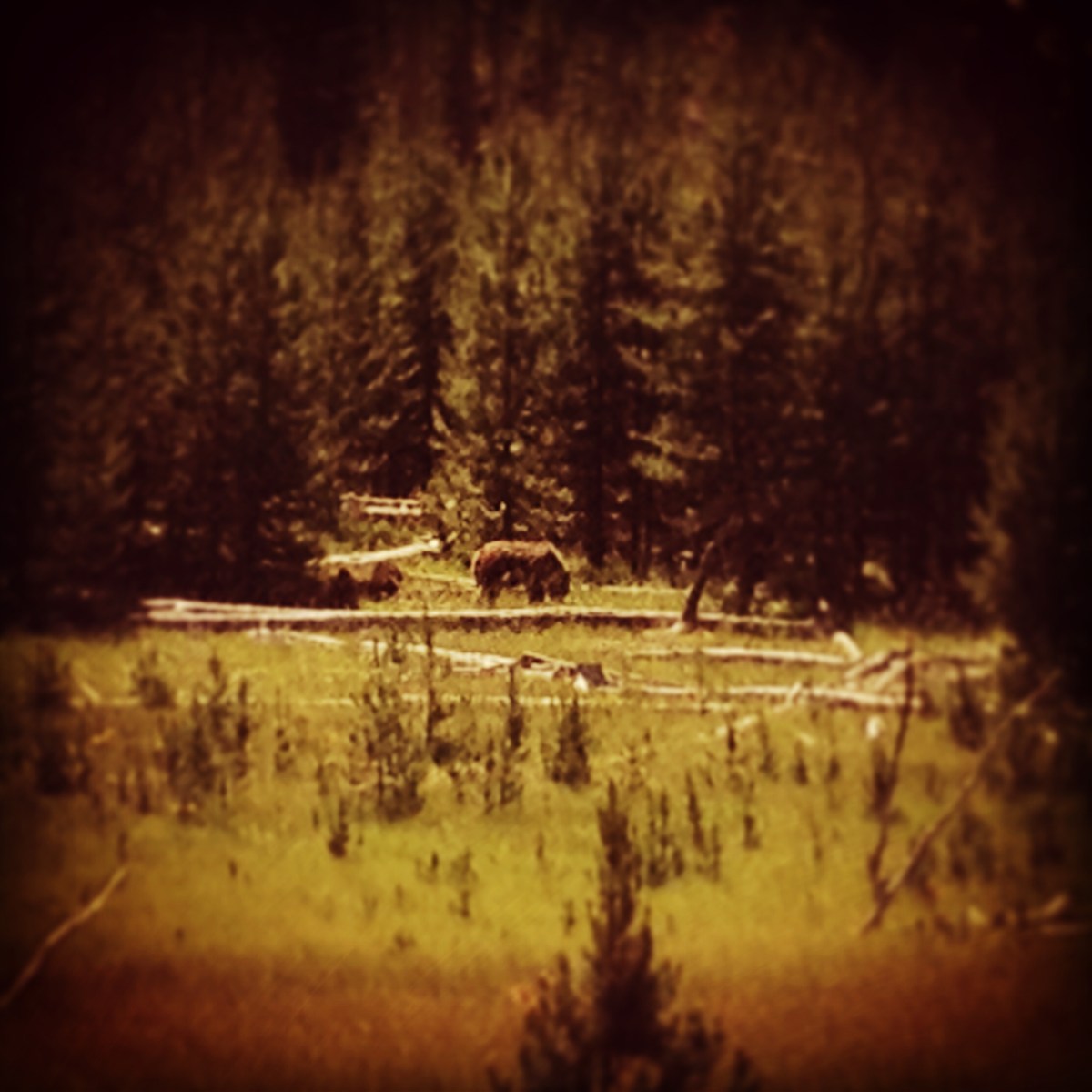 Grizzly mother and cubs.
