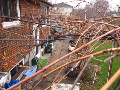 Grapevines over back door.