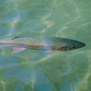 DAAD-MOHAMMAD AND THE&nbsp;FISHES