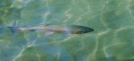 Rainbow trout in water.
