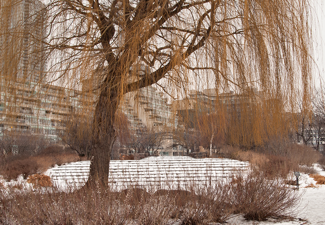 Willow and snow-covered steps at concert venue.