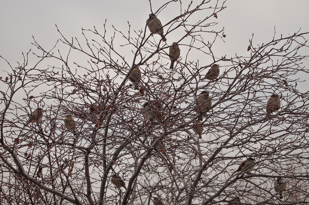 Birds on bare branches.