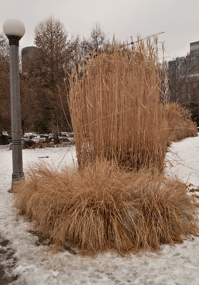 Dried grasses in Music Garden.