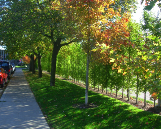 Trees planted at 11 Division police station.