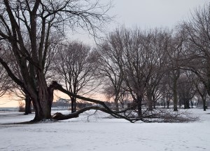 Tree at lakeshore damaged by ice storm.