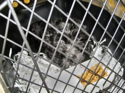 Dog in crate.