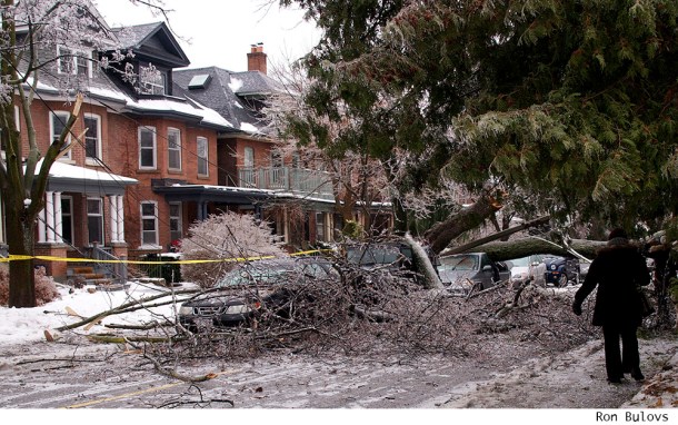 Fallen tree in Toronto after ice storm.
