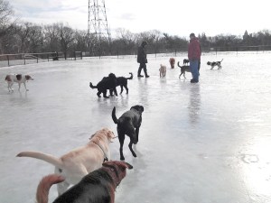 Dog park in Winston Churchill Park, Toronto.