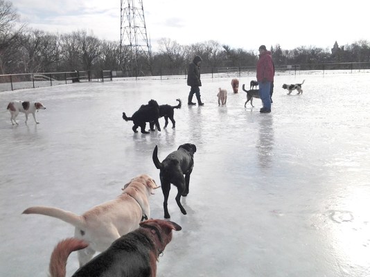 Dog park in Winston Churchill Park, Toronto.