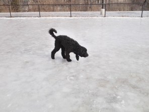 Nelly in Winston Churchill park