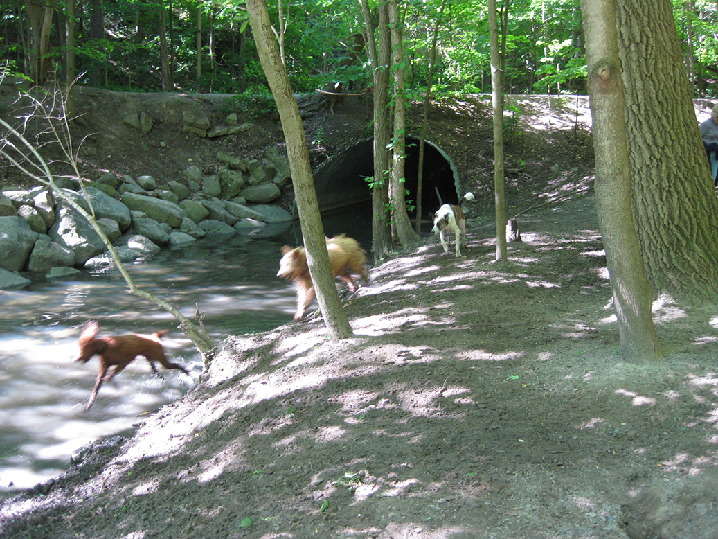 Dogs in Sherwood Park.