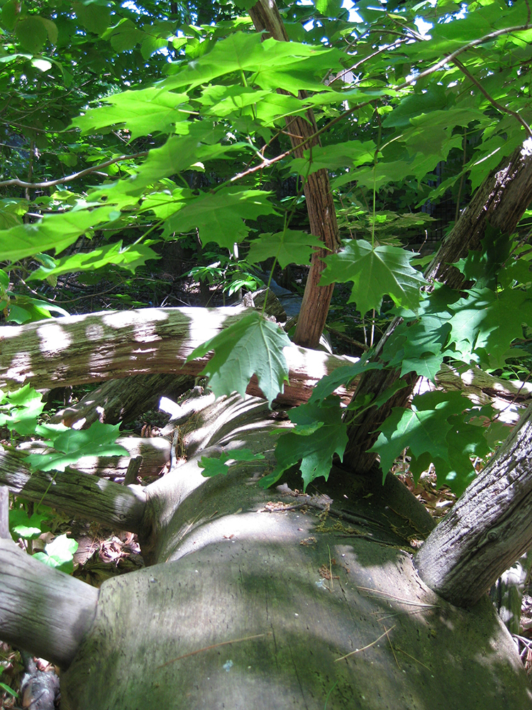 Sherwood Park log and leaves.