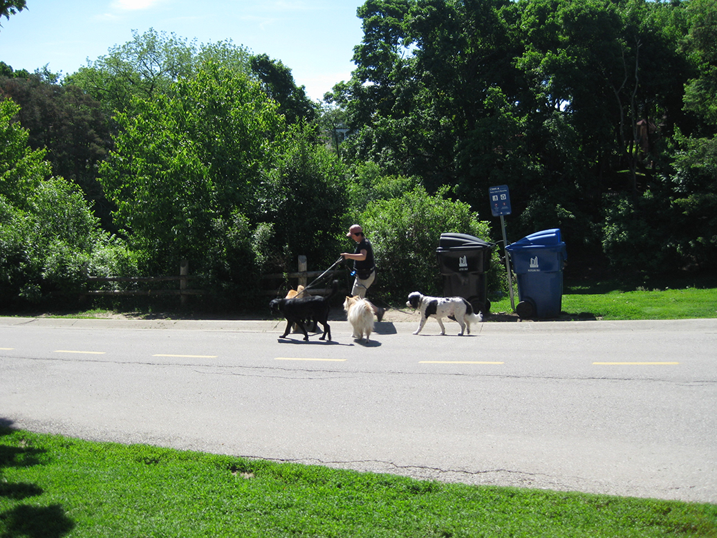 Sherwood Park dog walker.
