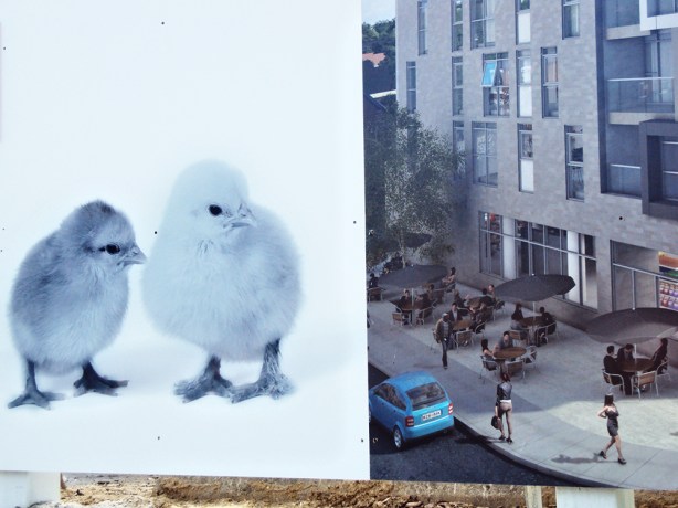 Chicks and model of Nest.