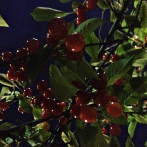 Midnight Cherries