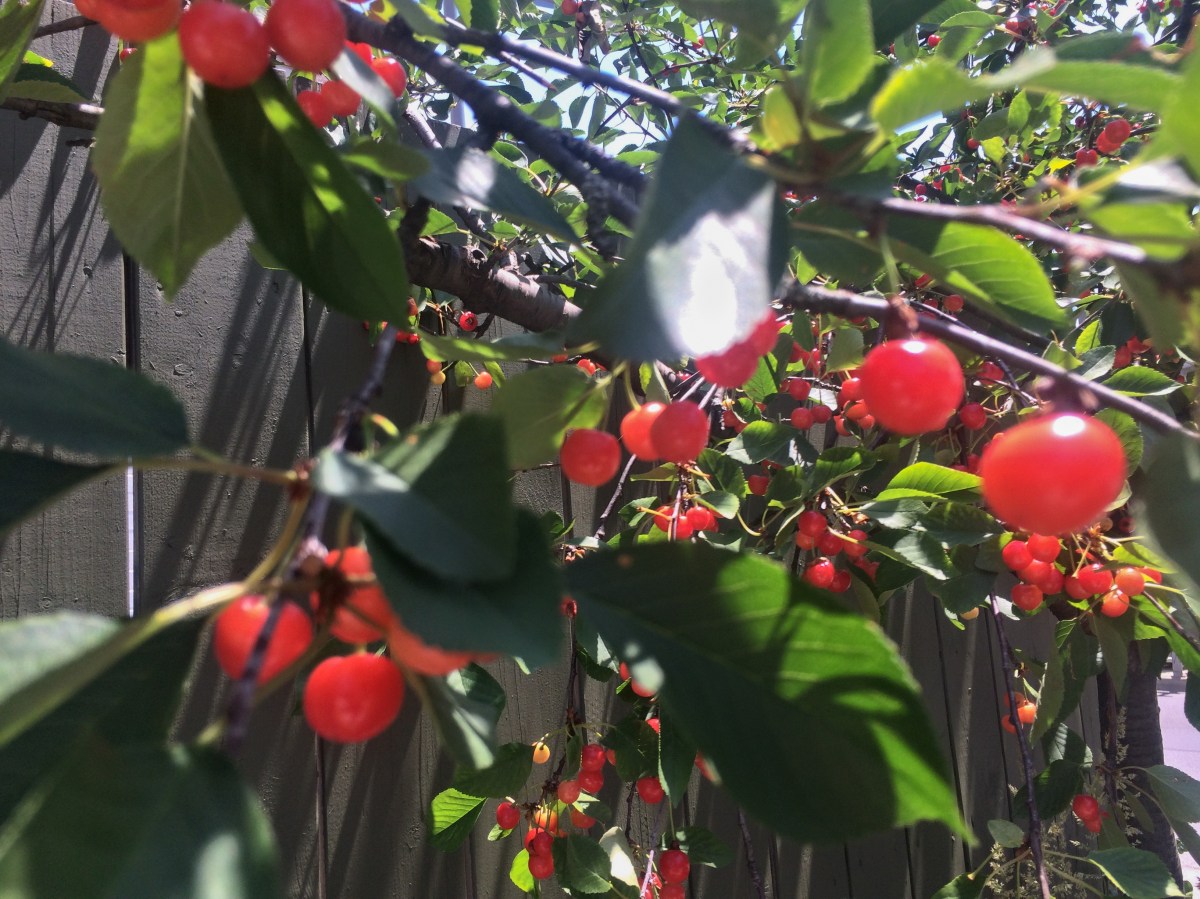 Cherries on tree.