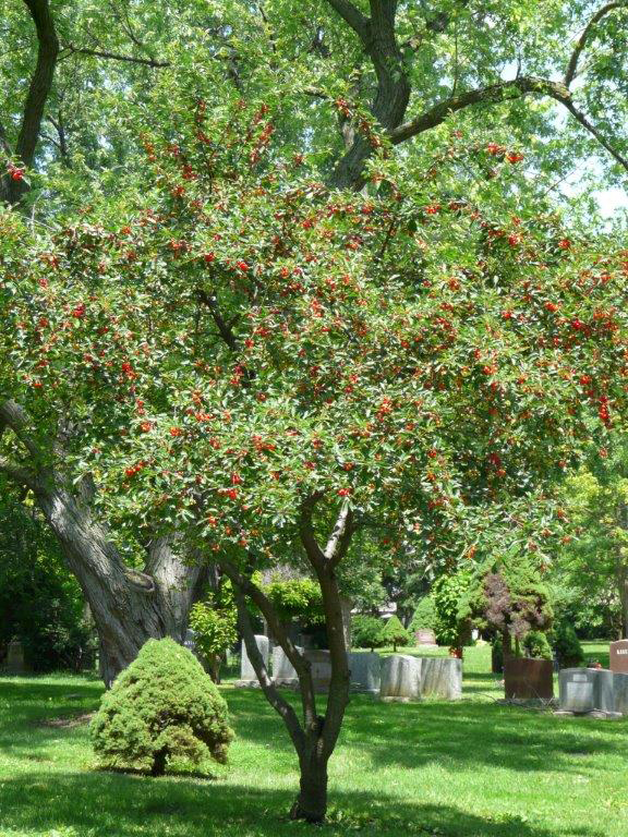 Prospect Cherry tree.