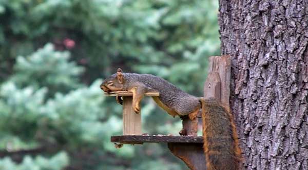Squirrel asleep