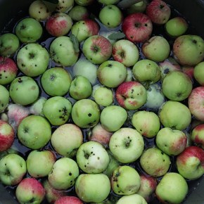 ON LOCAL APPLES AND 5,000-MILE&nbsp;APPLES