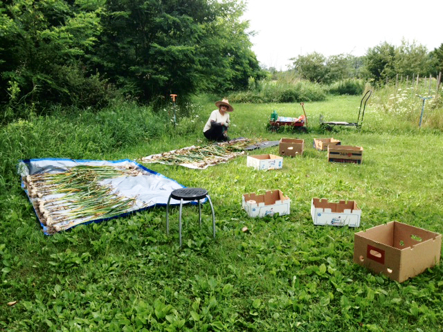 Garlic harvest.