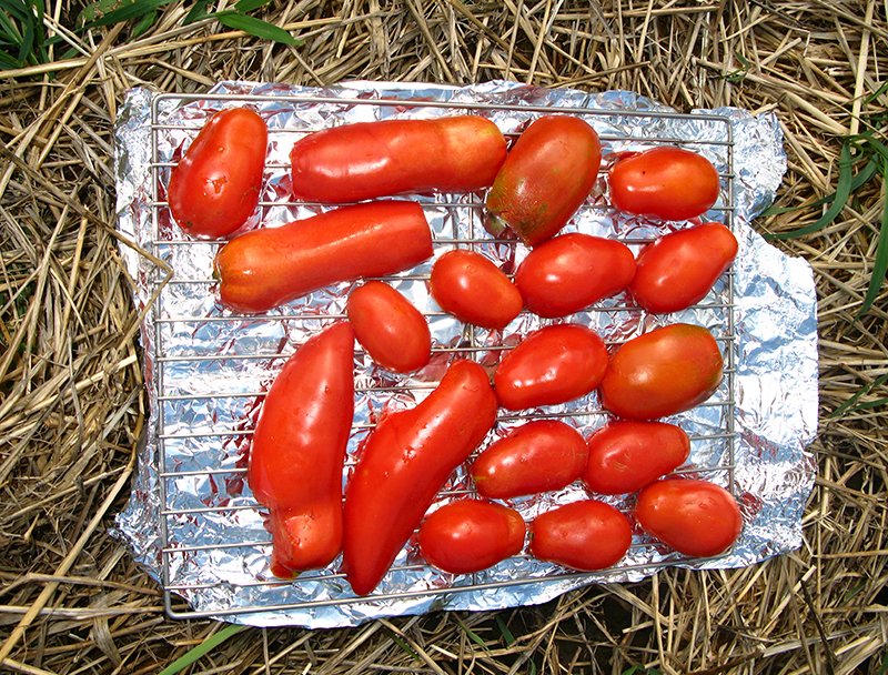Tomatoes ready for dehydrator.