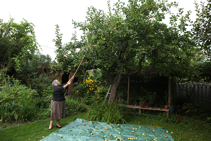 Woman harvesting apples.