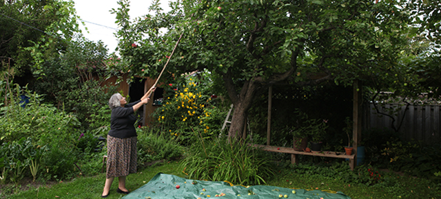 Knocking apples off tree.