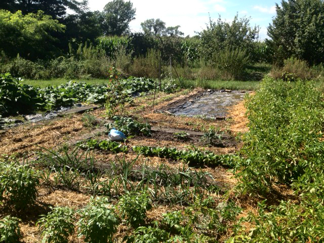 Garden plot and tarp.