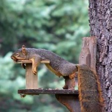 Un écureuil un peu fatigué