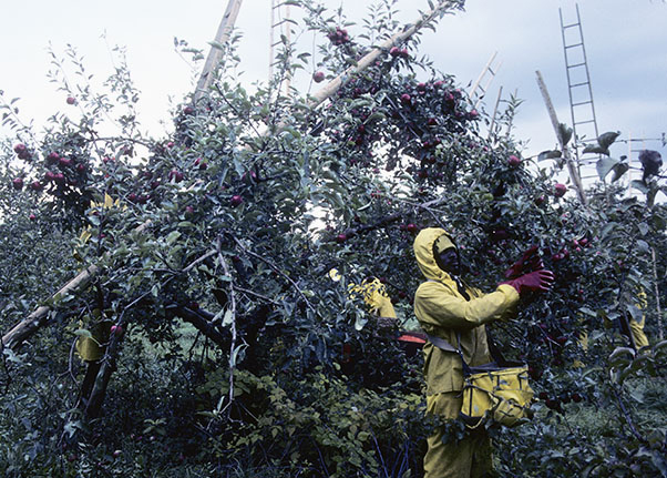 Migrant apple pickers.