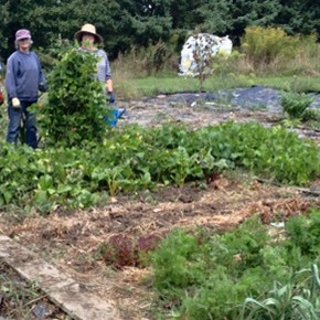 WORK GROUP: Planting, weeding, harvesting, canning,&nbsp;eating