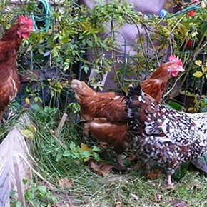 BACKYARD CHICKENS: An Urban&nbsp;Adventure