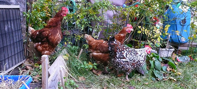 Backyard chickens.