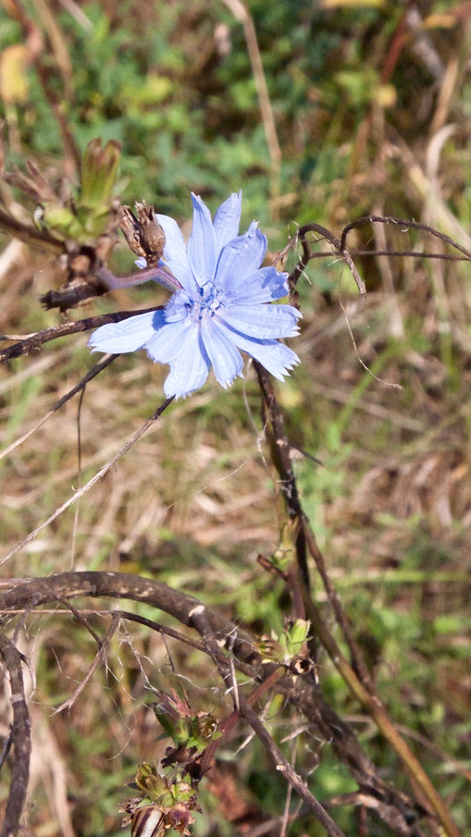 Chicory flower.
