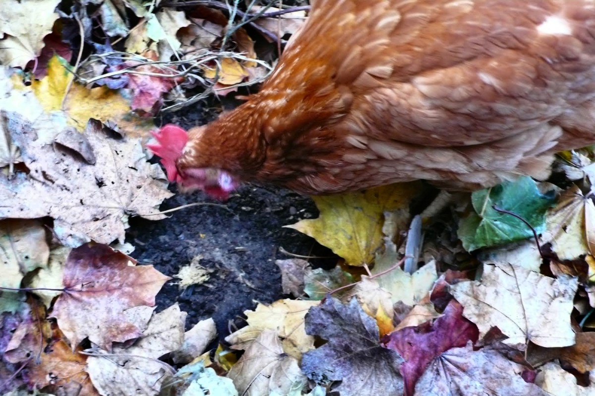 Chicken scratching.