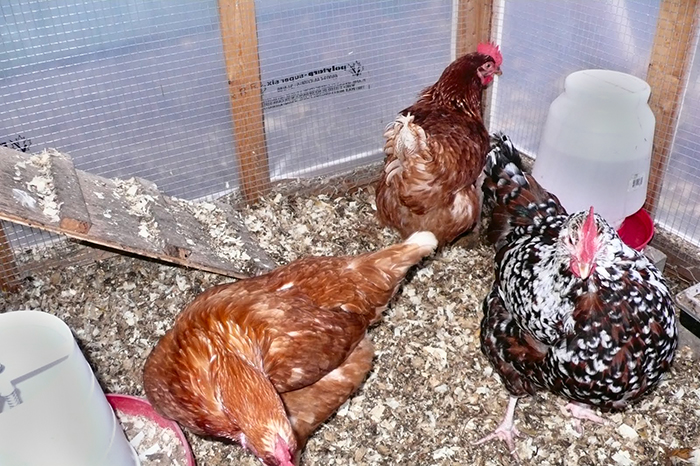 Chickens in pen.