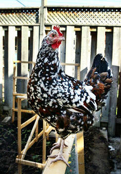 Standing chicken.
