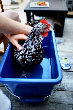Bathing chicken.