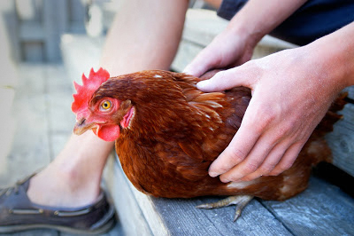 Hands holding chicken.