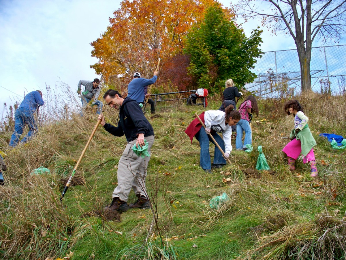 Cleaning up Daffodil Hill.