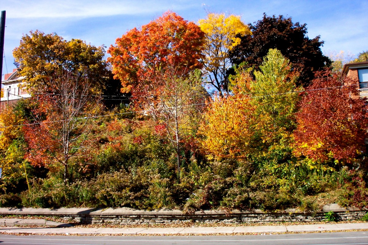 Daffodil Hill in autumn.