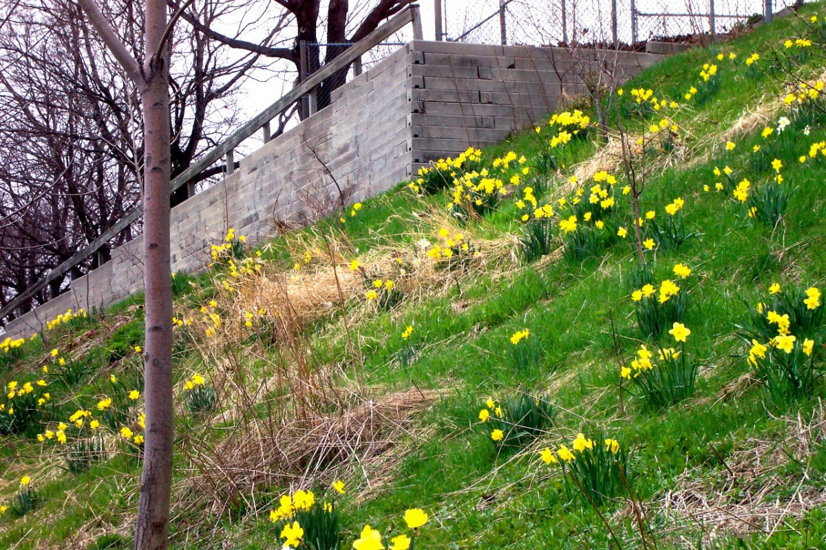 Daffodil Hill.