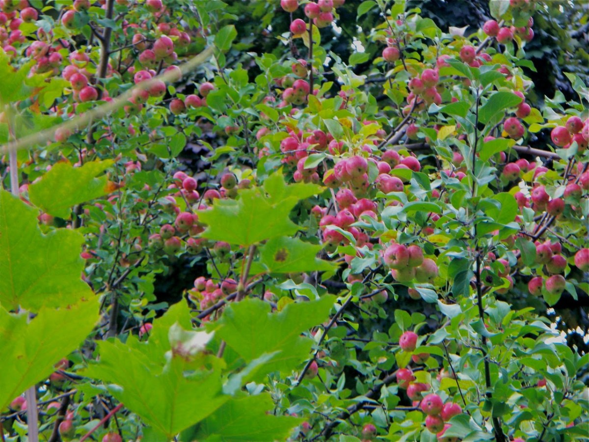 Apple tree on Daffodil Hill.