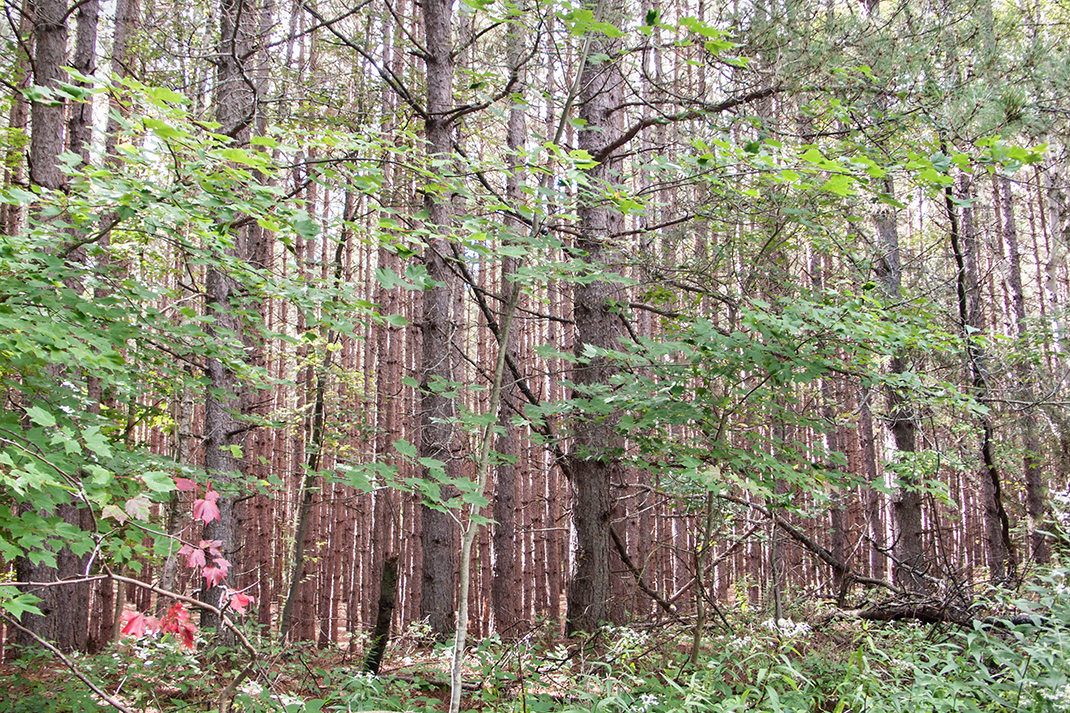 Forest on Granite Ridge Trail.