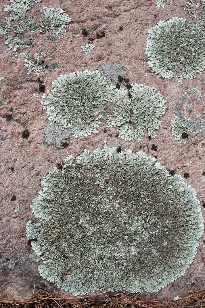 Lichen on granite.