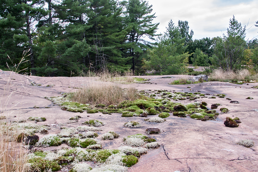 Mosses growing on granite.